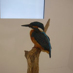 Common kingfisher