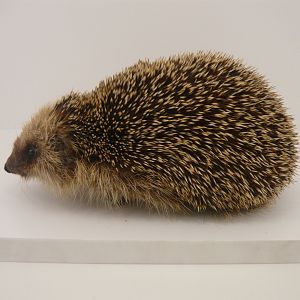 European hedgehog