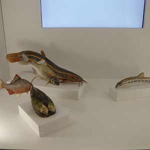 Weatherfish, spined loach and bitterlings