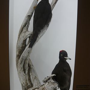 Black woodpeckers