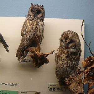 Long-eared owl, tawny owl and nightingale