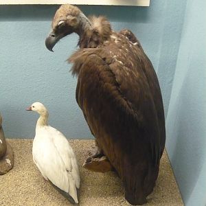 Cinereous vulture and snow goose