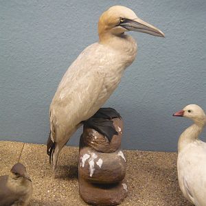 Northern gannet