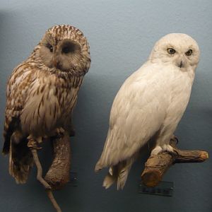 Great grey owl and snowy owl