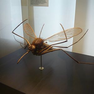 Mosquito model
