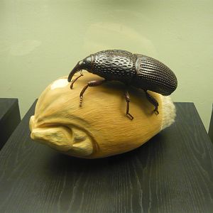 Grain weevil model