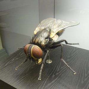 Housefly model