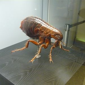 Flea model
