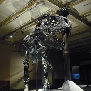 Tyrannosaurus rex "Tristan Otto" skeleton