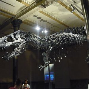Tyrannosaurus rex "Tristan Otto" skeleton