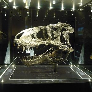 Tyrannosaurus rex "Tristan Otto" skull