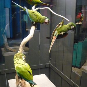 Chestnut-fronted macaws