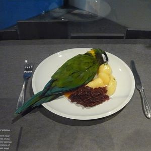 Golden-collared macaw on a plate