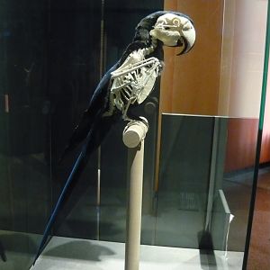 Hyacinth macaw skeleton