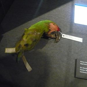 Mexican military macaw