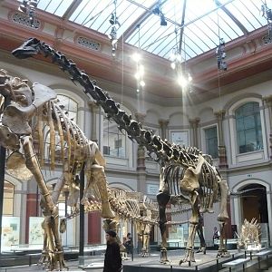 Diplodocus carnegii skeleton (cast)