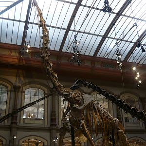 Giraffatitan brancai skeleton