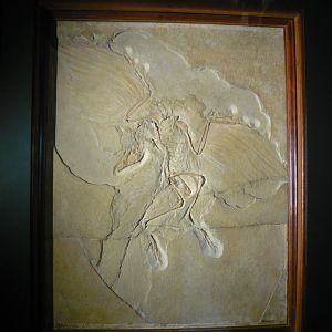Archaeopteryx, the famous Berlin specimen