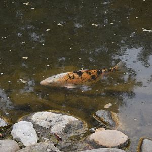 Koi carp