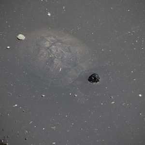 Slider turtle