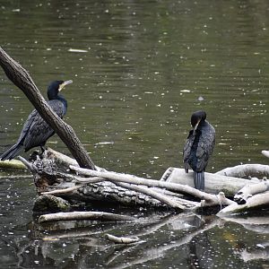 Great cormorants