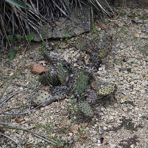 Opuntia cactus