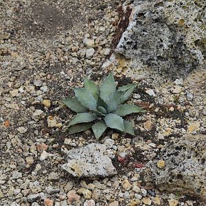 Agave