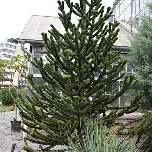 Araucaria