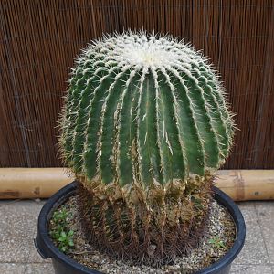 Barrel cactus