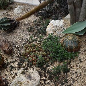 Various cactuses