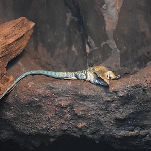 Giant ameiva (Ameiva ameiva)