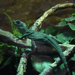 Plumed basilisk (Basiliscus plumifrons)