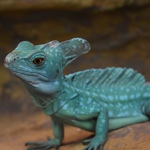 Plumed basilisk (Basiliscus plumifrons)