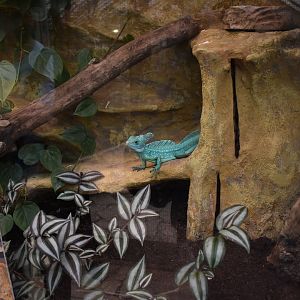 Plumed basilisk (Basiliscus plumifrons)