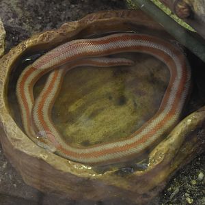 Rosy boa