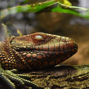 Northern caiman lizard (Dracaena guianensis)