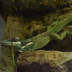 Knight anole (Anolis equestris)