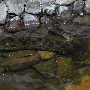 Green anaconda (Eunectes murinus)