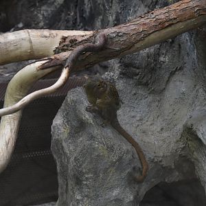 Pygmy marmoset