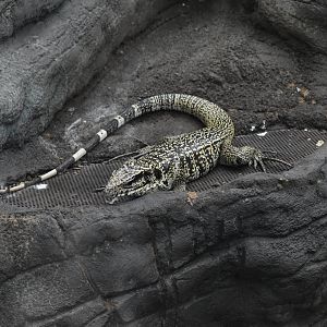 Golden tegu (Tupinambis teguixin)