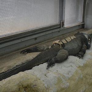 Rhinoceros iguana (Cyclura cornuta)