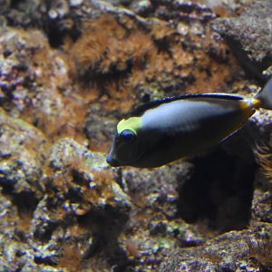 Orange-spine unicornfish