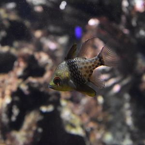 Pajama cardinalfish