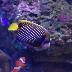 Emperor angelfish