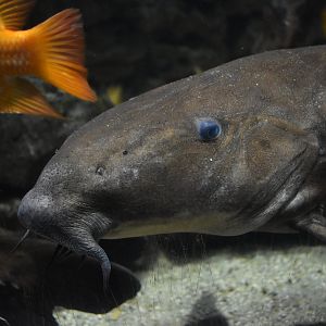 Ripsaw catfish