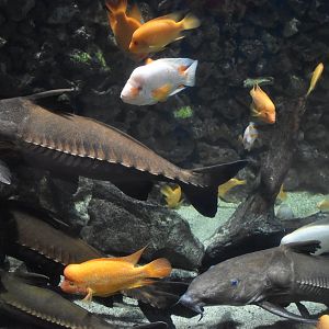 Ripsaw catfish and cichlid tank
