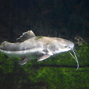Redtail catfish