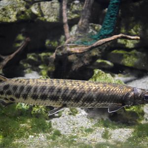 Gar