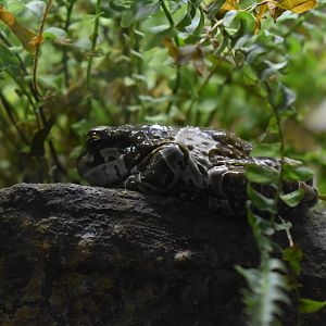 Amazon milk frog (Trachycephalus resinifictrix)