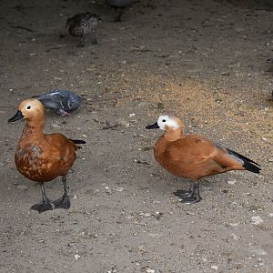 Ruddy shelducks